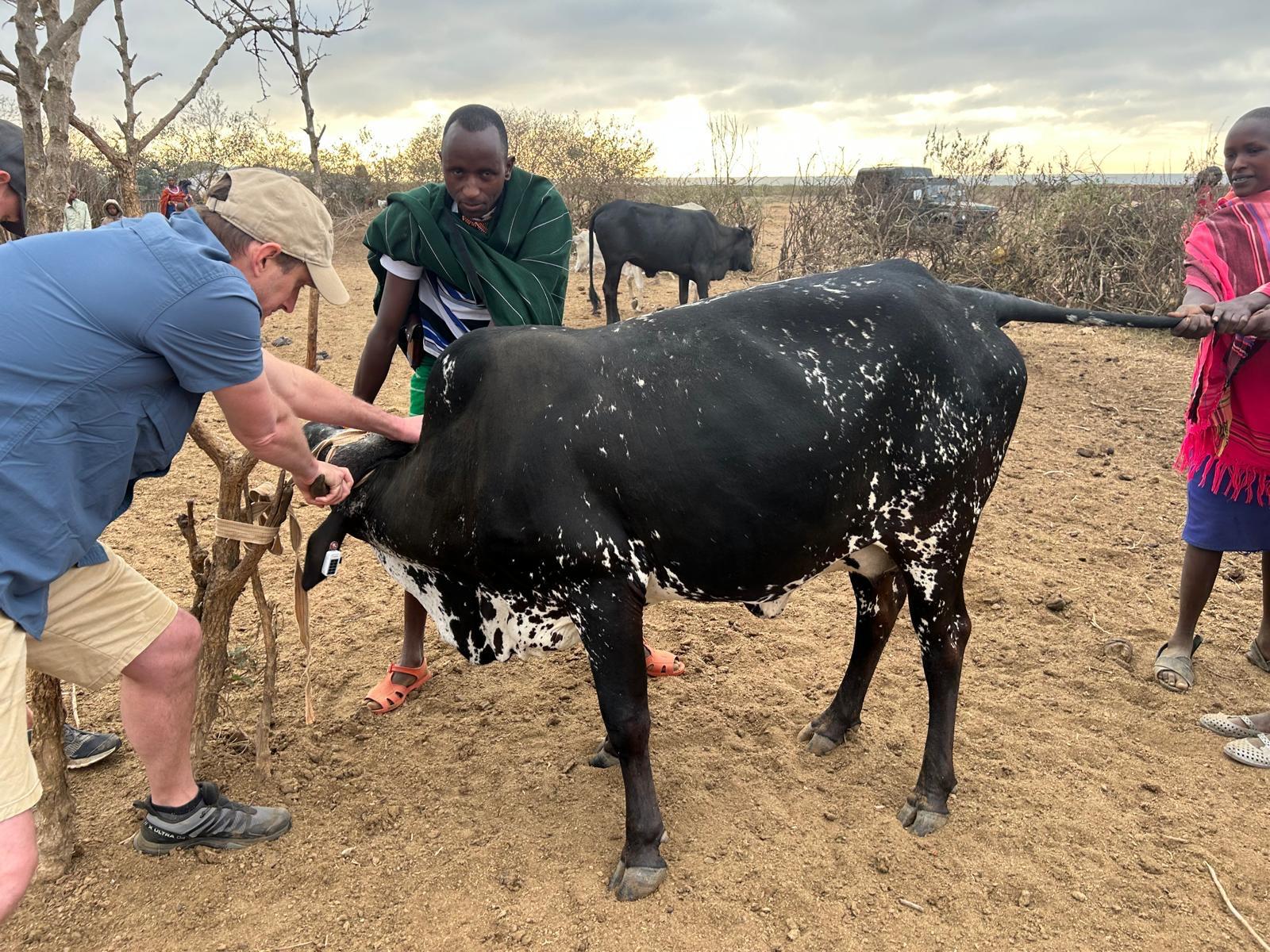 Andrew Davies cattle ear tagging